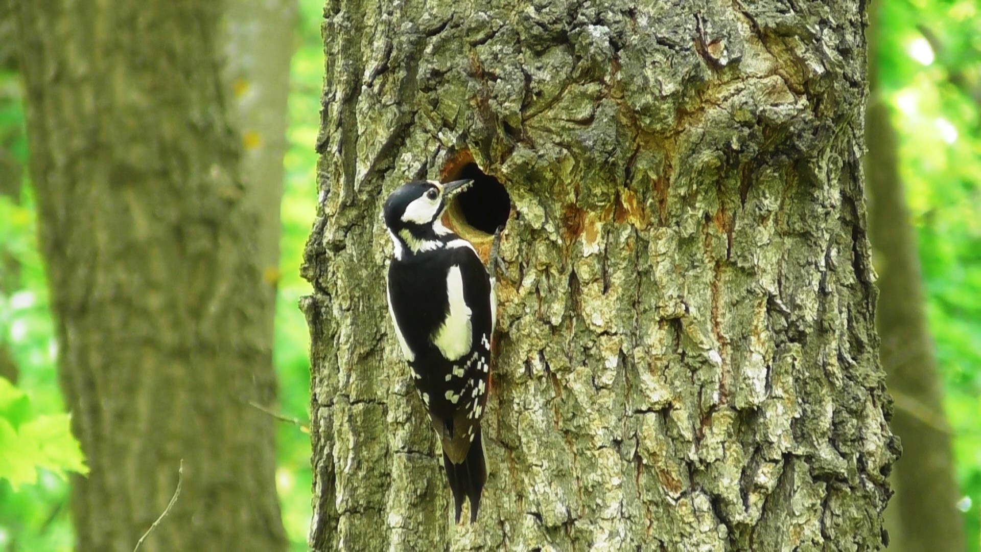 Птенцы большого пёстрого дятла в дупле ( Dendrocopos major ) смотреть онлайн