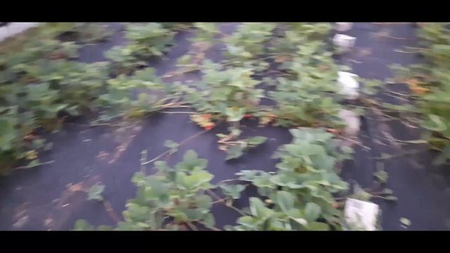 ВЛОГ. КРАШУ КАЧЕЛИ. ЖАРИМ ШАШЛЫК. КУПАНИЕ В БАССЕЙНЕ. смотреть онлайн