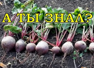 Сеем СВЕКЛУ в грунт: ВСЕ НЮАНСЫ ВЫРАЩИВАНИЯ???