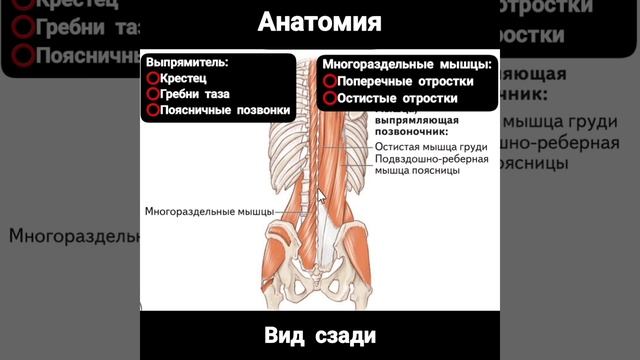 Болит поясница. Снимаем напряжение. Доктор Артем Пак смотреть онлайн