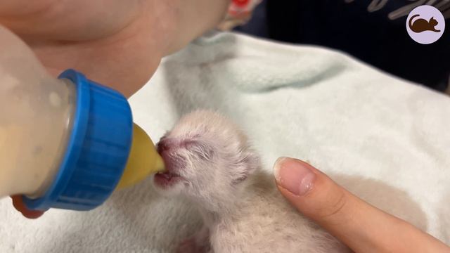 Fleas🕷 Biting the Belly of a 5-Day-Old Rescue Kitten!! 😱 Rushed to the Hospital смотреть онлайн