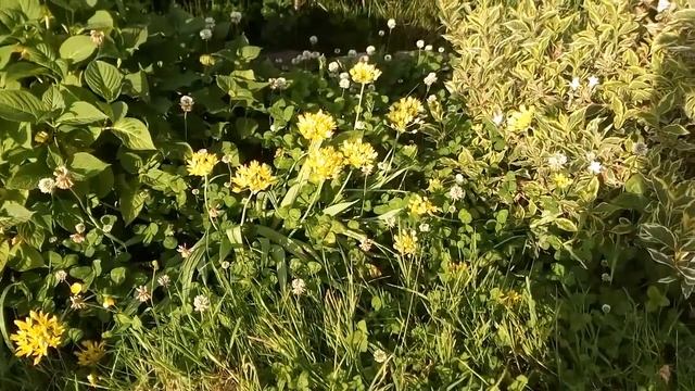 Allium moly смотреть онлайн