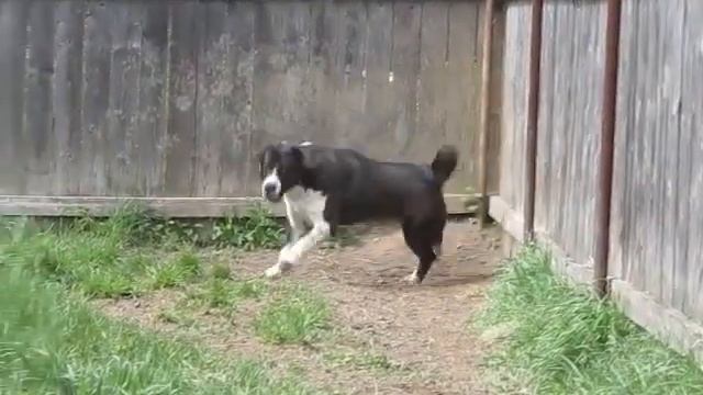 Жужа. Охрана в темпе вальса. смотреть онлайн