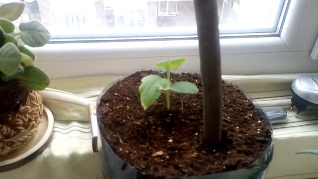 Огурцы на подоконнике. Сорт - балконный. смотреть онлайн