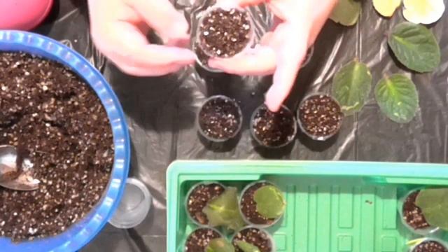 Размножение фиалки черенками. (часть 1) смотреть онлайн