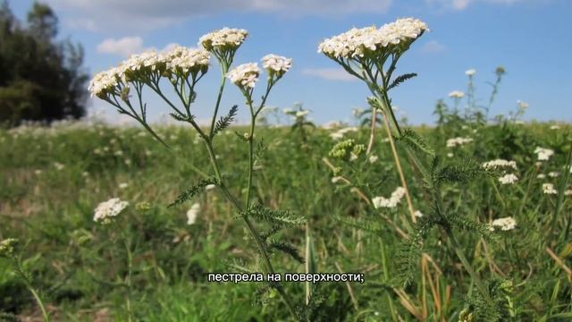 Степь... Отрывок из произведения 