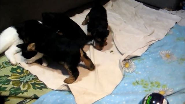 Welsh Terriers Play. Puppies 1 Month 1 Week. XII-2017.