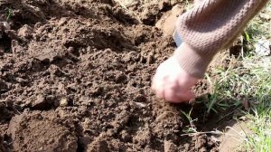 Фосфор и фосфорные удобрения