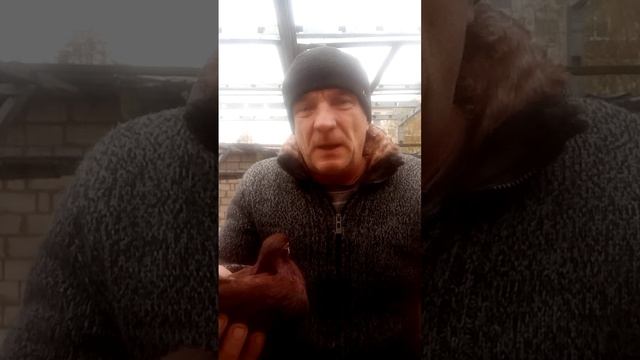 это мои голуби и я их гонять буду смотреть онлайн