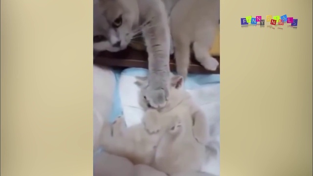 ПРИКОЛЫ С ЖИВОТНЫМИ. FUN WITH ANIMALS. смотреть онлайн