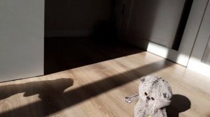 Утро Басиков (1 часть)