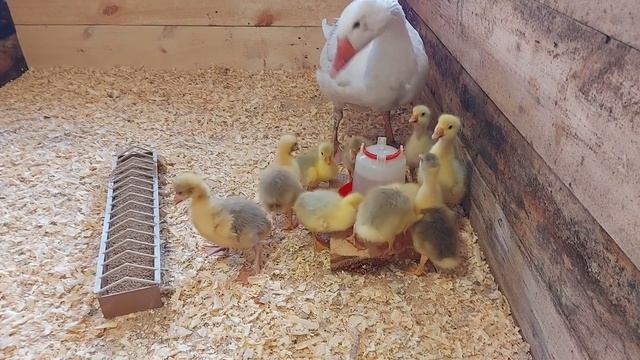 отдал гусыне инкубаторских гусят! приняла или нет?? смотреть онлайн