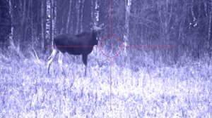 ОХОТА НА ЛОСЯ. ОХОТА С ВЫШКИ. НОЧНИК. ТЕПЛОВИЗОР. ОЛЕНИЙ ХУТОР. ЛОСЬ.