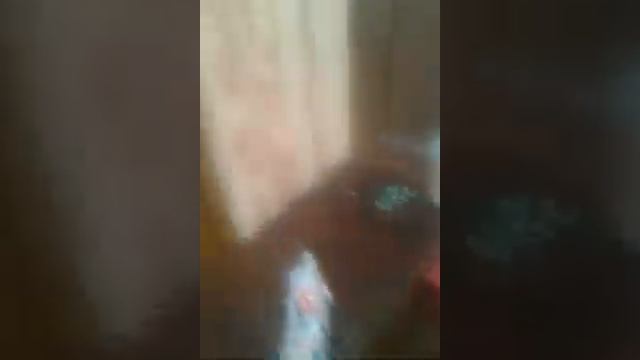 VIOG про домашних животных ♥ смотреть онлайн