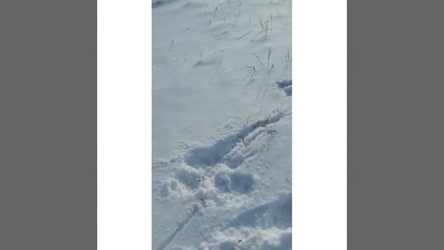 ОХОТА НА ЗАЙЦА В ТЕРИСАККАНЕ смотреть онлайн