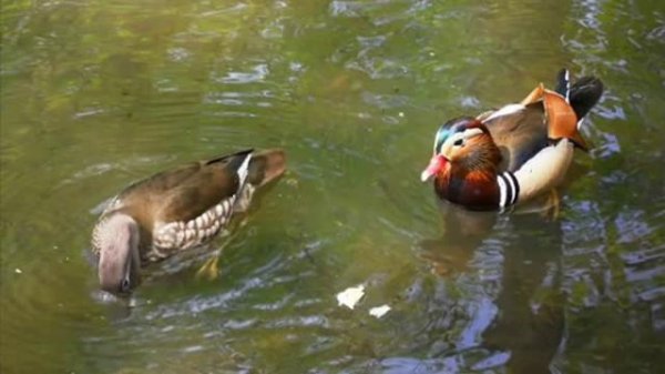 УТКИ МАНДАРИНКИ Mandarina Ducks