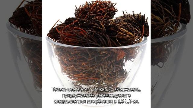 Красная щетка трава: описание, свойства и применение смотреть онлайн