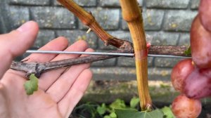 Виноград Гамлет в Беларуси (01.10.22)