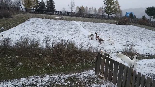 Гуси белые, чистые, как снег! Все как один - красавчики! смотреть онлайн