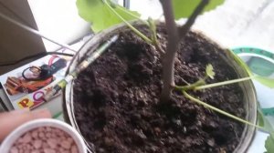 Инжир, уход и подкормка молодого саженца.