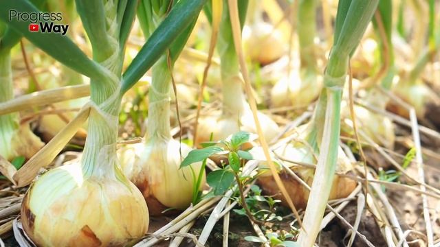 КОГДА И КАК ВЫСАЖИВАТЬ ЛУК СЕВОК в 2021 Под Зиму? ВСЁ, Что Надо Знать О Севке!