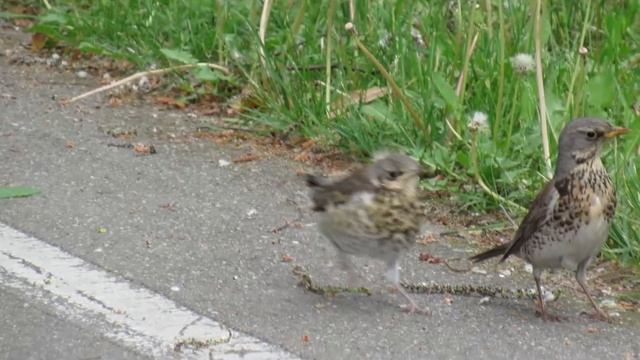 дрозд рябинник кормит слетка майским жуком смотреть онлайн