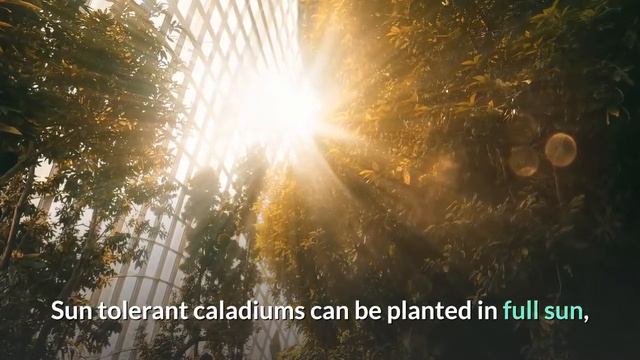 WHICH CALADIUMS GROW IN FULL SUN | exploring KINGDOM PLANTAE смотреть онлайн