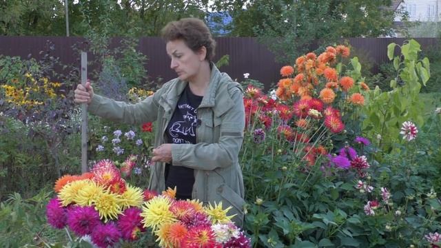 Георгины сломались от ветра. Что делать? смотреть онлайн