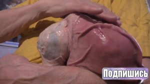 гомункул! САМЫЙ БОЛЬШОЙ И ОПАСНЫЙ ВИД