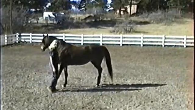 A Day for Horse Play Starring Mocha the Morgan Horse смотреть онлайн