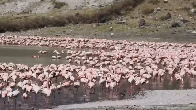 10,000 Flamingo Lake | Ethiopia