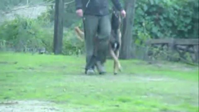 Ravel Stud k9 focus training 1 смотреть онлайн