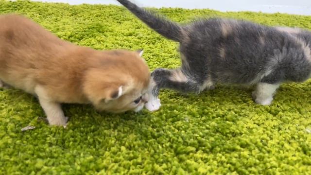 The first steps of tiny kittens Again we loudly call mother cat смотреть онлайн