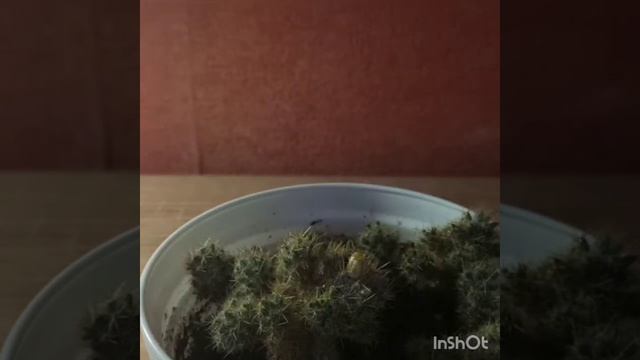 У меня цветет кактус ???? смотреть онлайн