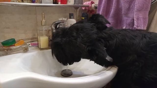 Собака пьёт из крана