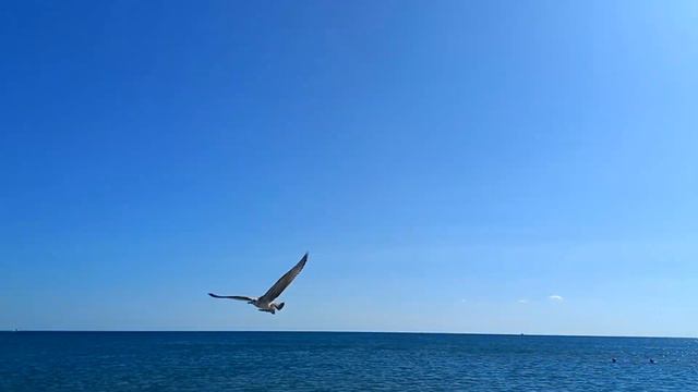 Витязево - Дельфины - Море - Бархатный сезон - Сентябрь 2023 смотреть онлайн