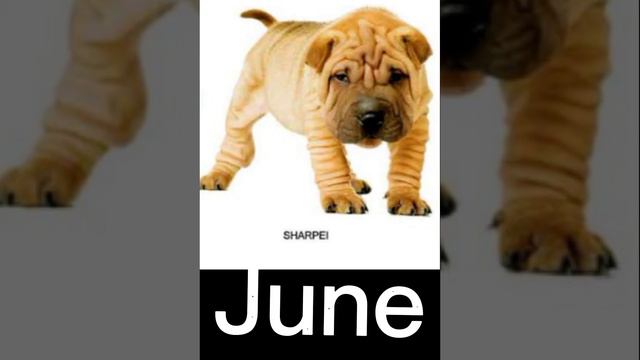 you dog according to your birth month #sky made смотреть онлайн