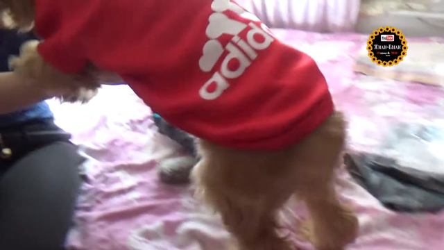 Посылки с AliExpress. Одежда для собак. смотреть онлайн