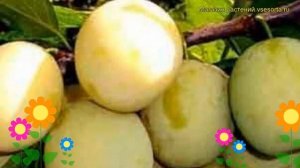 Слива домашняя Утро. Краткий обзор, описание характеристик prunus domestica Utro