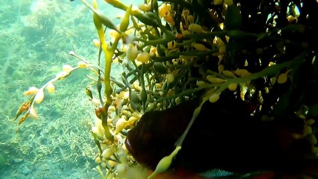 Рыбалка на Кольском полуострове. Часть 2-я. Камчатский краб, подводная охота. смотреть онлайн