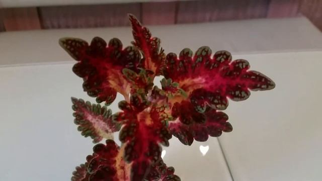 COLEUS WATERMELON   КОЛЕУС АРБУЗ