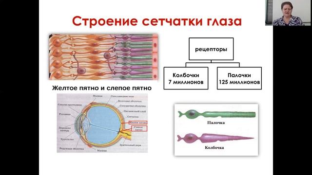ЕГЭ. Зрительный анализатор, его строение и функции смотреть онлайн