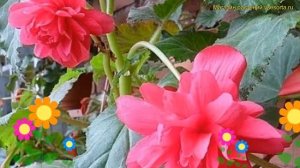 Бегония клубневая Каскад Пундула Пинк. Краткий обзор, описание begonia Cascade Pendula Pink