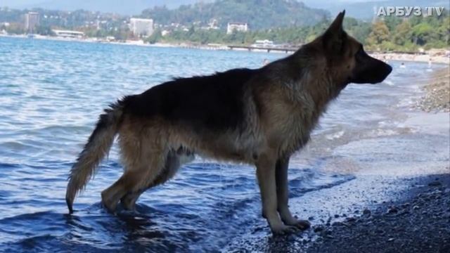 СОБАКА ДВА ГОДА ЖДАЛА ХОЗЯИНА ИЗ МОСКВЫ смотреть онлайн