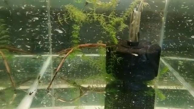 Разделил садок для разведения живородящих рыбок, Барбусы, нерест, икра, личинка смотреть онлайн