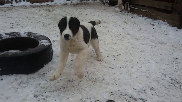 Бугай Алабай. Отдельным роликом Черныши. смотреть онлайн