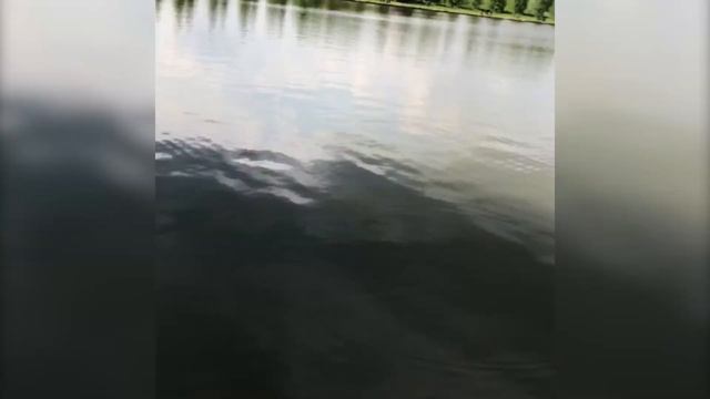 ЛОВИМ ТРОФЕЙНОГО КАРПА и БЕЛУГУ | РЫБОЛОВНЫЙ КЛУБ ЗОЛОТОЙ САЗАН | РЫБАЛКА НА БОЙЛЫ смотреть онлайн