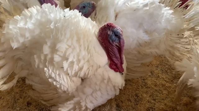 Ферма в Германии.Turkeys.Индюки,обработка помещения от сальмонеллы. смотреть онлайн