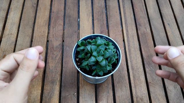 SUCULENTA HAWORTHIA RETUSA. CUIDADOS BÁSICOS DE ESTA EXTRAÑA SUCULENTA. смотреть онлайн