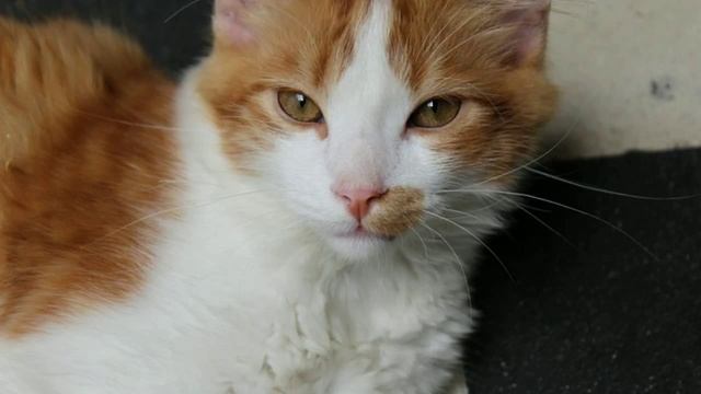 домик для кошки смотреть онлайн